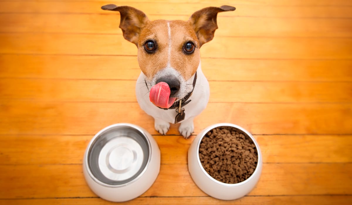 Nutrición en mascotas