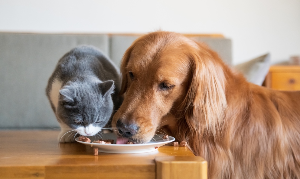 Nutrición en gatos y perros